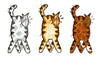 Kitty Trio