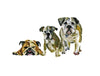 Those loveable bulldogs!