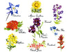 Colorado Wildflowers