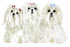 Maltese