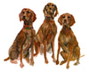 Vizslas