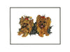 Yorkies